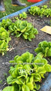 🌱💙 Sementes que cultivam muito mais do que alimentos.

Ao longo dos últimos meses, nossos alunos do INSP Kids vivenciaram o cuidado com a terra, acompanharam o crescimento da horta e descobriram que cada colheita também pode ser um gesto de solidariedade.

Por meio do Projeto Sementes de Afeto, os alimentos cultivados no INSP serão destinados ao Projeto Pão da Vida, contribuindo com o Espaço Irmã Benigna de Voluntariado.

Uma experiência que ensina, desde cedo, que cuidar, compartilhar e fazer o bem também fazem parte da aprendizagem.

Porque toda boa semente pode florescer em um gesto de amor. 🌱✨

#INSPKids #SementesDeAfeto #ProjetoPãoDaVida #Solidariedade #AprenderFazendo #EducaçãoQueTransforma